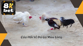 soi cầu 247